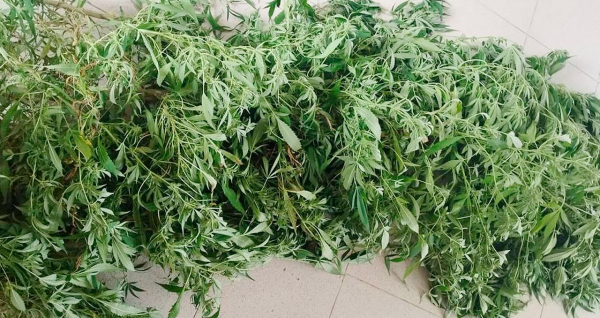 En Xochitlán, Policía Estatal asegura una planta de marihuana