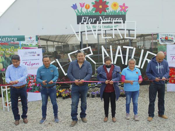 Impulsa gobierno de Puebla comercialización de tulipanes y flores invernales