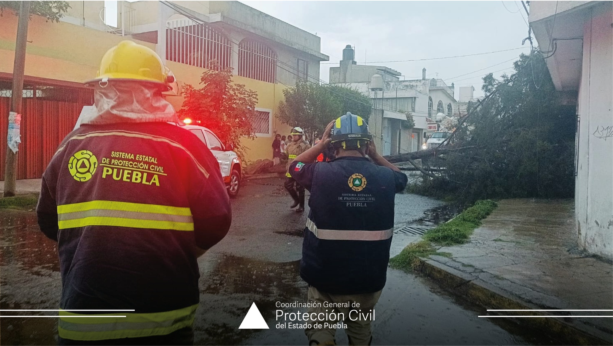 Protección Civil atiende la caída de un árbol