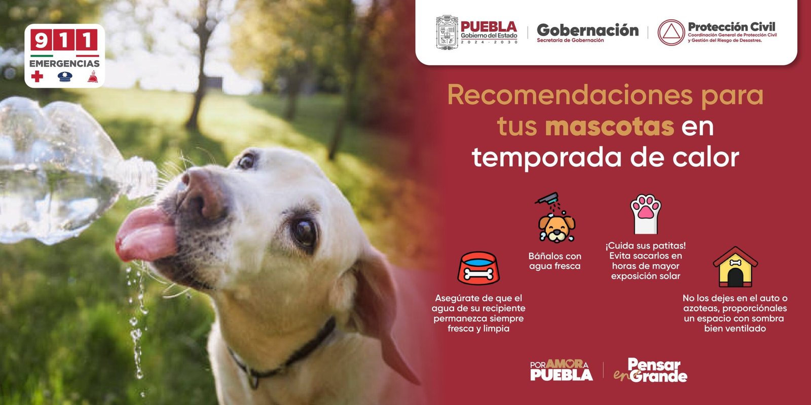 Protege tus mascotas a ellos también les puede dar un #GolpeDeCalor.